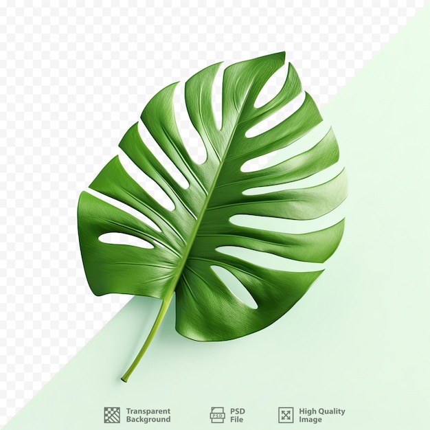 PSD uma folha verde com listras brancas e fundo verde.