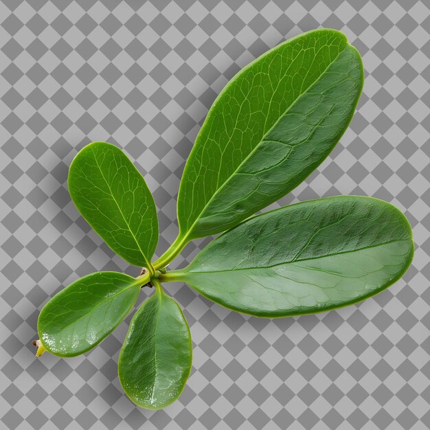PSD uma folha verde de uma planta com a palavra 