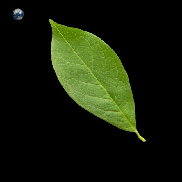 uma folha verde sobre um fundo preto