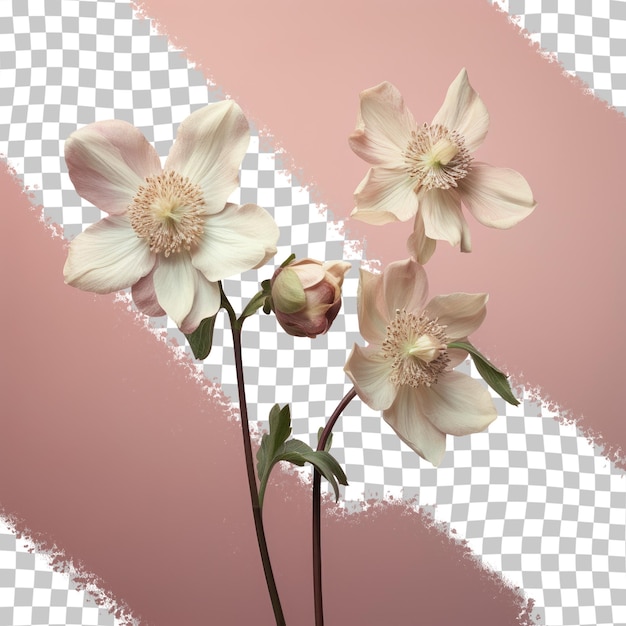 Uma foto de flores com fundo rosa e fundo branco.