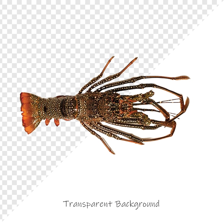 PSD uma foto de um escorpião com uma foto de um caranguejo
