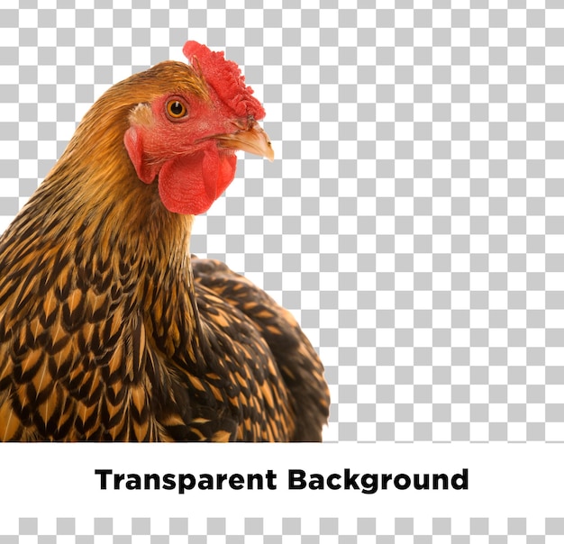 uma foto de um frango com um fundo que diz transparente a sua própria imagem