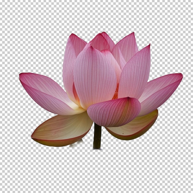 Uma foto de uma flor de lótus rosa com um fundo branco