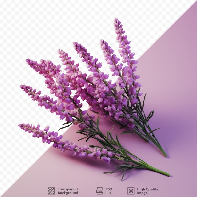 PSD uma foto de uma planta roxa com as palavras lavanda.