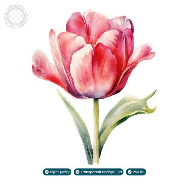 PSD uma ilustração cativante de tulipa em aquarela