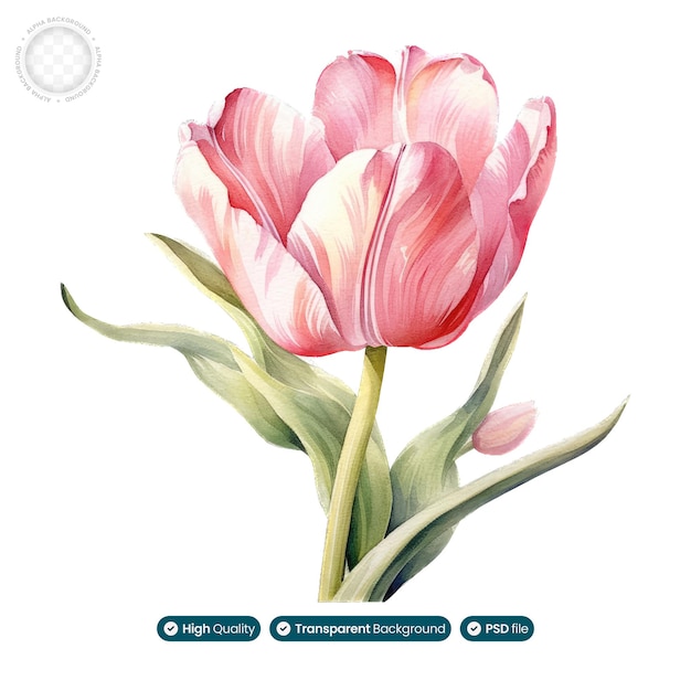 PSD uma ilustração colorida de tulipa em aquarela