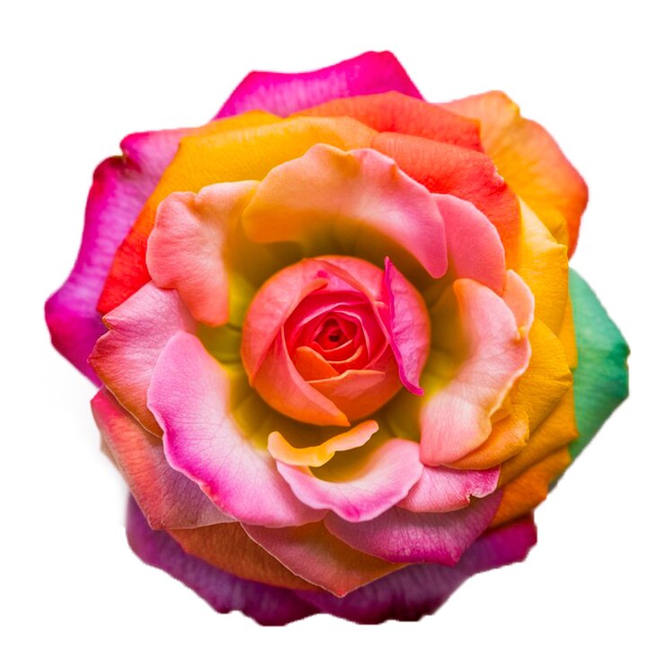 PSD uma imagem colorida da flor