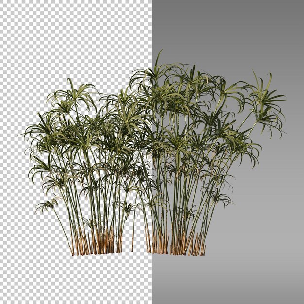 uma imagem de bambu em um fundo transparente