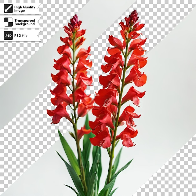 PSD uma imagem de flores vermelhas com o título foto na parte inferior