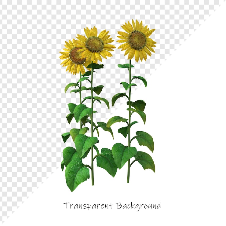 PSD uma imagem de girassóis com as palavras fáceis de ver na parte inferior