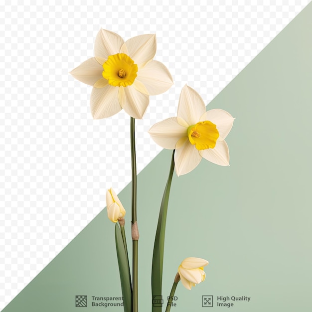 PSD uma imagem de narcisos com as palavras 