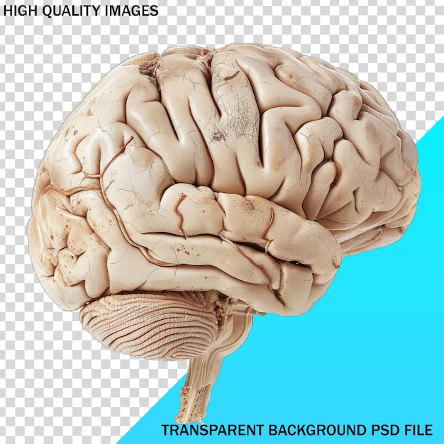 PSD uma imagem de um cérebro humano com um fundo azul