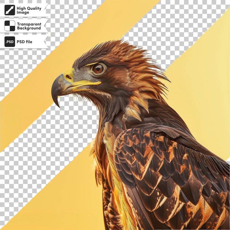 PSD uma imagem de um falcão com um fundo amarelo que diz " águia "