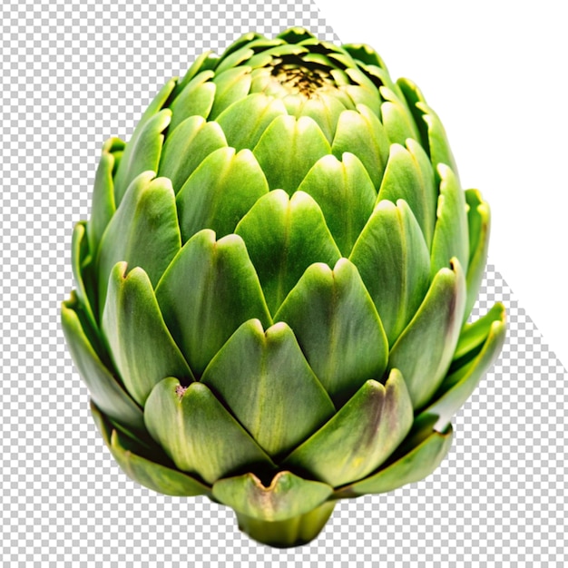 uma imagem de uma alcachofra verde em um fundo transparente
