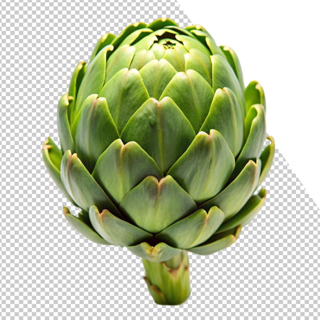 uma imagem de uma alcachofra verde em um fundo transparente