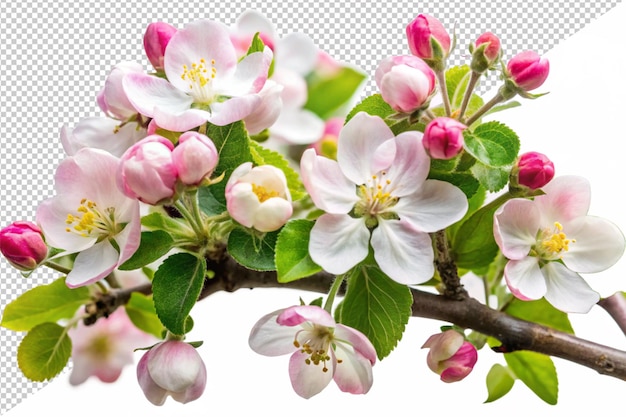 uma imagem de uma árvore de maçã em flor com um fundo branco