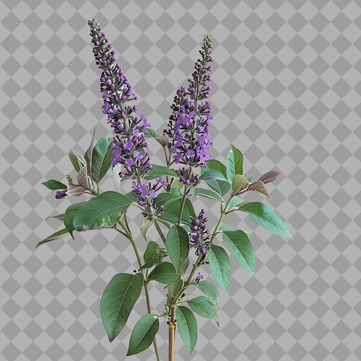 PSD uma imagem de uma flor com as palavras "lavanda" citadas
