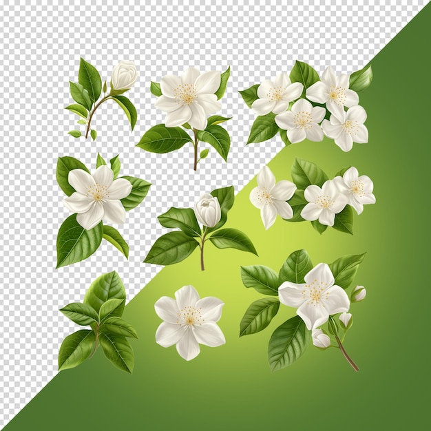 PSD uma imagem de uma flor e folha com a palavra primavera sobre ele