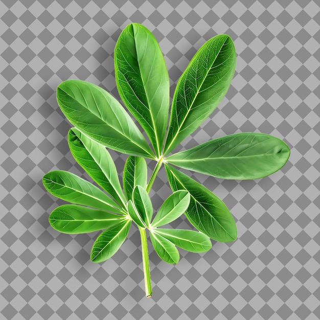 PSD uma imagem de uma planta com a palavra folha sobre ela