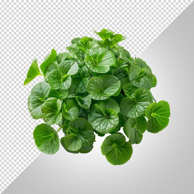 PSD uma imagem de uma planta com uma imagem de um vegetal de folhas verdes