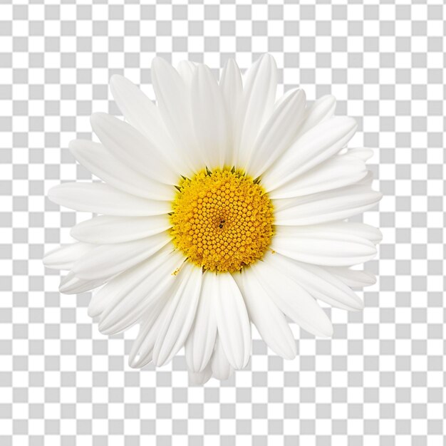 PSD uma margarida branca fresca flores png