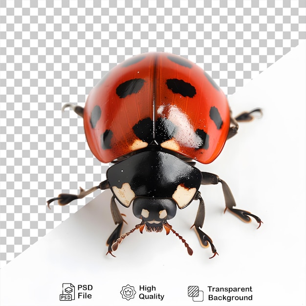 PSD uma mariposa em fundo transparente com arquivo png