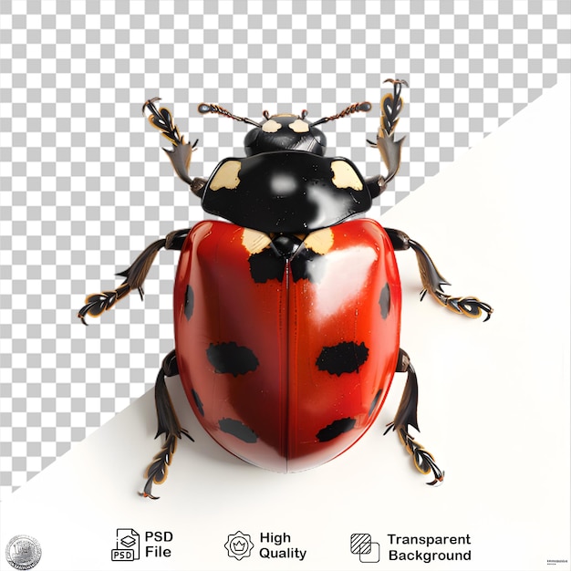 PSD uma mariposa em fundo transparente com arquivo png