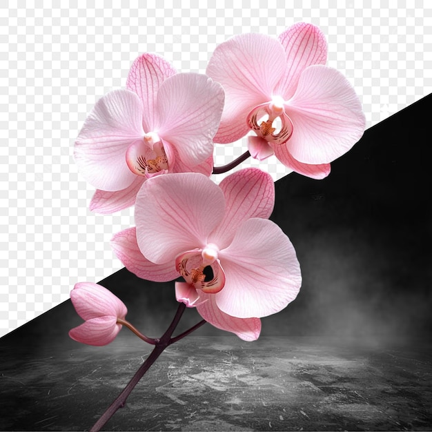 uma orquídea rosa com fundo preto e um fundo preto com fundo preto