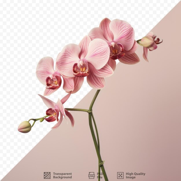 PSD uma orquídea rosa com uma flor rosa
