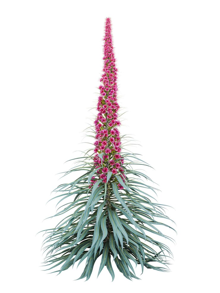 PSD uma planta com flores cor-de-rosa que diz flores