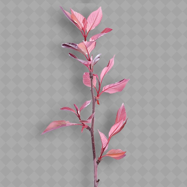 Uma planta com folhas cor-de-rosa e folhas roxas