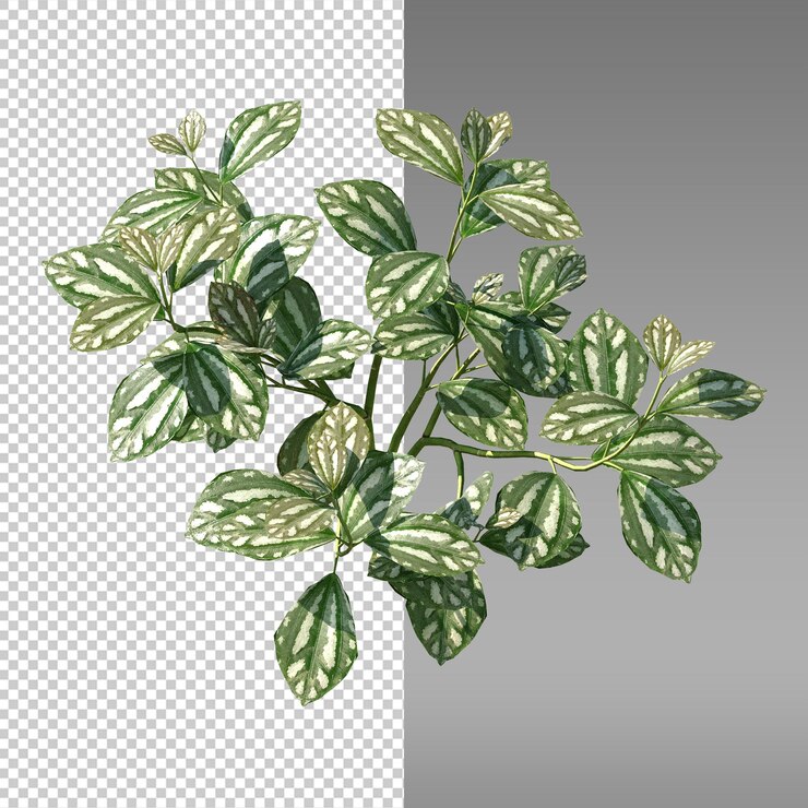 PSD uma planta com folhas verdes e um fundo branco