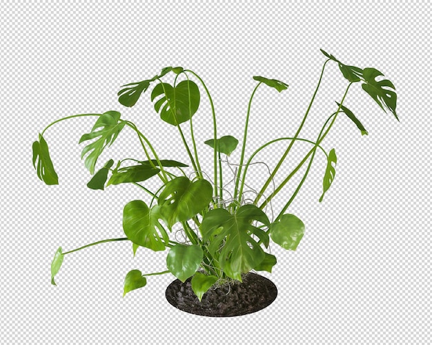 PSD uma planta com folhas verdes e um solo preto.