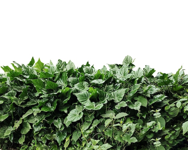 uma planta com folhas verdes em um jardim uma grande planta verde com folhas em fundo transparente