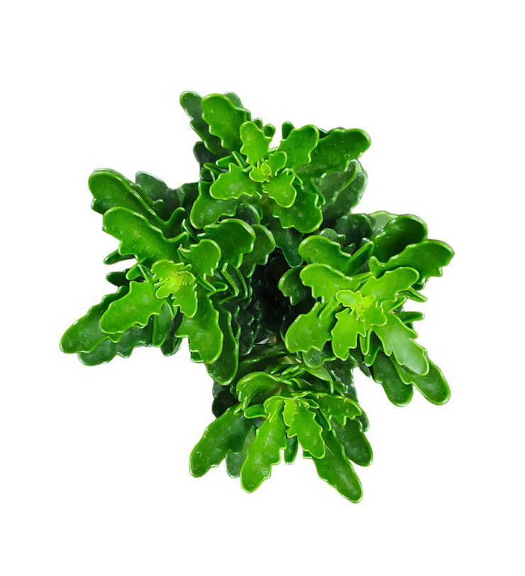 PSD uma planta com folhas verdes que está em um fundo branco