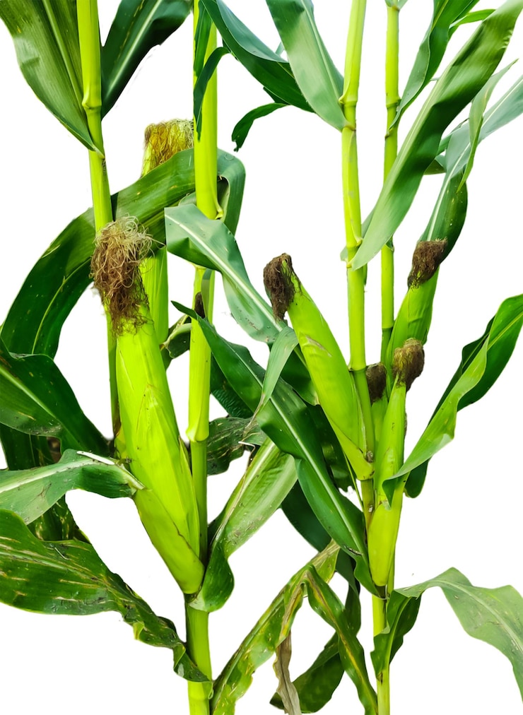 PSD uma planta com folhas verdes que tem a planta de milho verde em um caule com folhas psd transparentes