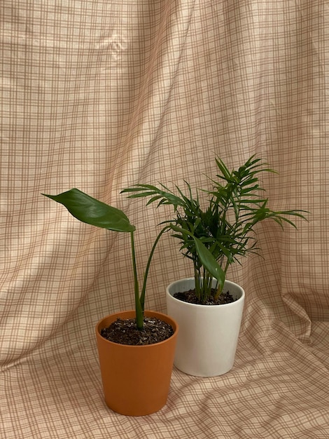 uma planta e uma panela estão em uma mesa