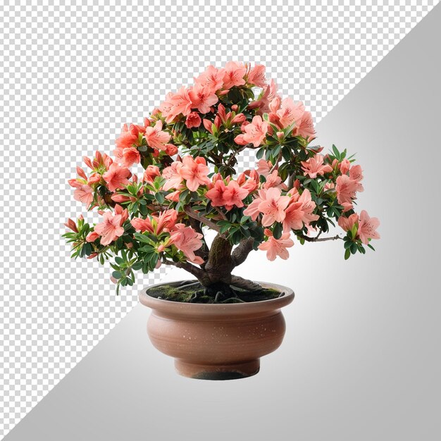 PSD uma planta em vaso com flores cor-de-rosa e um fundo branco