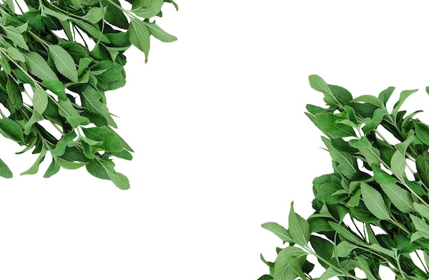 uma planta verde com flores brancas e folhas verdes