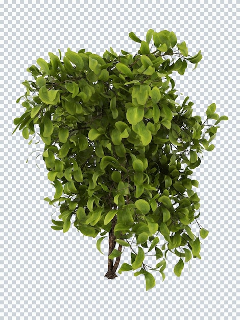 PSD uma planta verde com folhas e um fundo branco