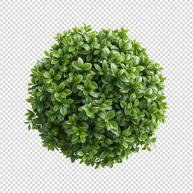 PSD uma planta verde com folhas verdes e um fundo branco