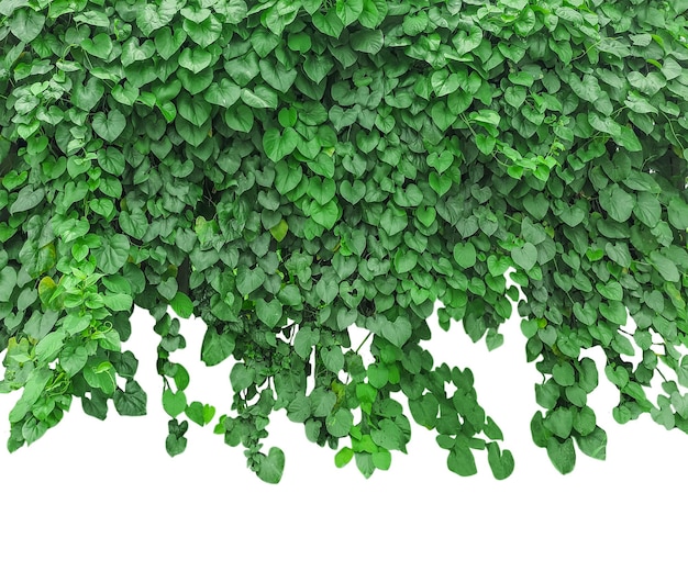 uma planta verde com folhas verdes que diz natural