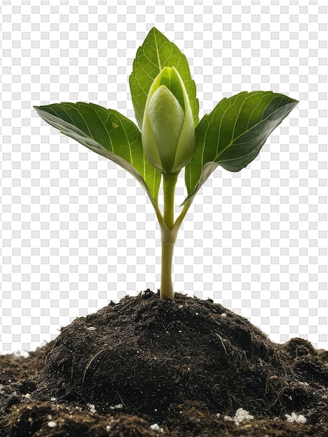 PSD uma planta verde está crescendo em uma panela com um fundo branco
