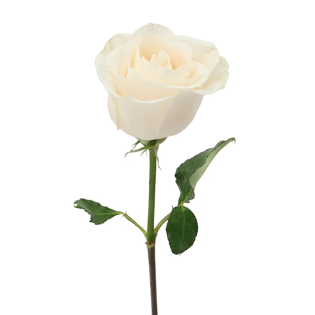 uma rosa branca com uma folha verde