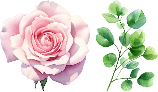 uma rosa e um galho da coleção da família das rosas