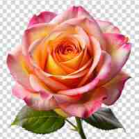 PSD uma rosa fresca isolada em fundo transparente
