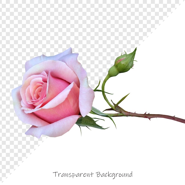 uma rosa rosa com as palavras contorno sobre ele