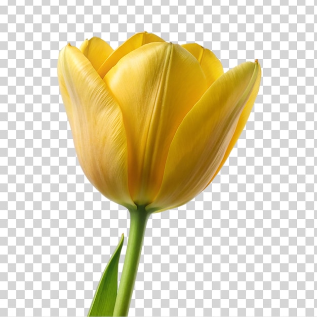 Uma tulipa amarela isolada em fundo transparente