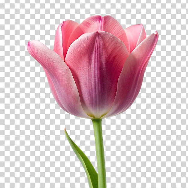 PSD uma tulipa rosa em fundo transparente