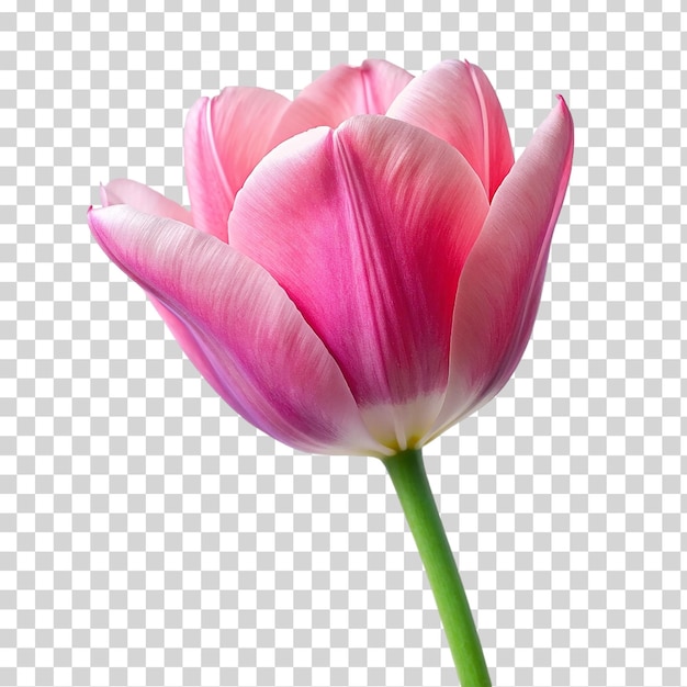 PSD uma tulipa rosa em fundo transparente
